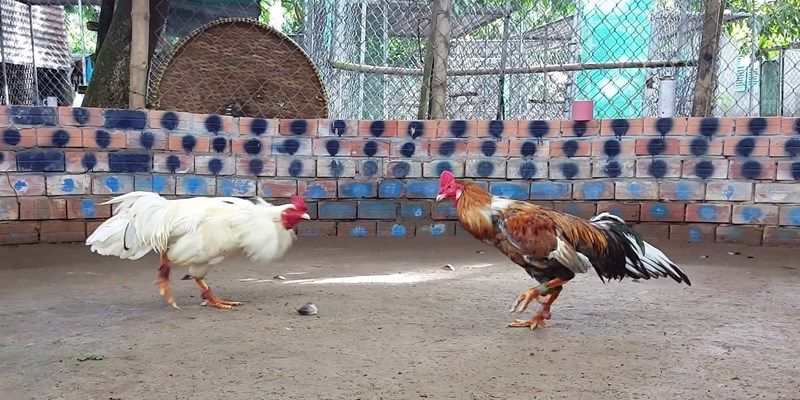 Trực tiếp đá gà C3 hôm nay nghĩa là gì?